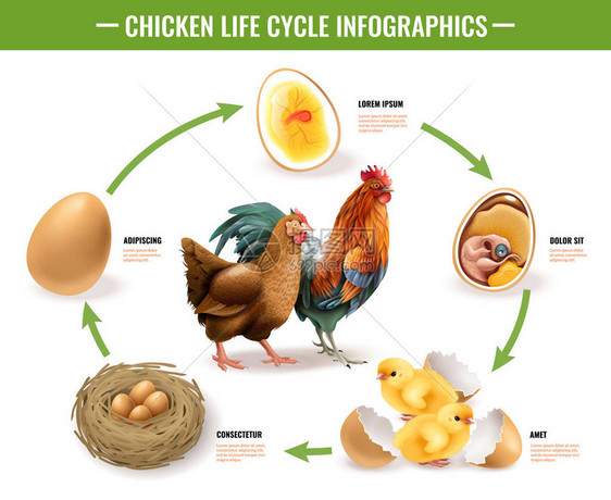 鸡生命周期信息图图片