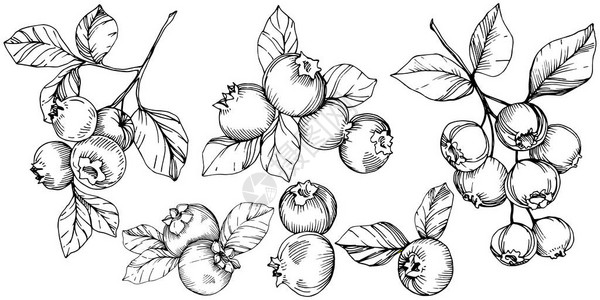 矢量蓝莓黑白雕刻油墨艺术浆果和树叶叶植物植物园花叶孤立的蓝莓插图元素图片