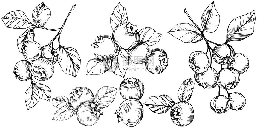 矢量蓝莓黑白雕刻油墨艺术浆果和树叶叶植物植物园花叶孤立的蓝莓插图元素图片