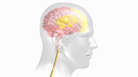 大脑皮层大脑信号路线成瘾途径设计图片