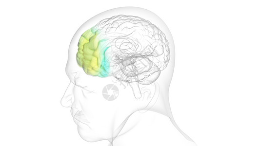 右侧杏仁核含抑郁药的大脑设计图片