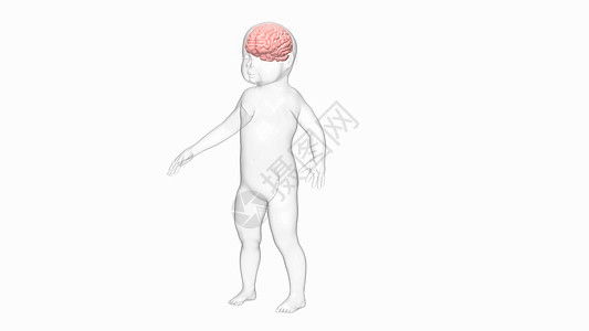中脑小丘自闭症谱系障碍（ASD)设计图片