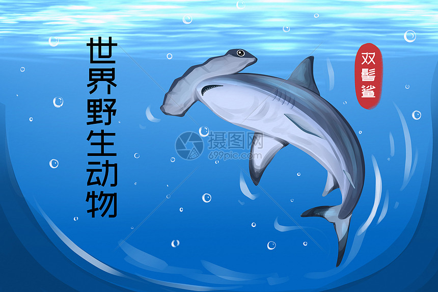 世界野生动物双髻鲨插画图片
