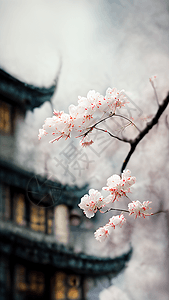 围绕着古建筑的樱花树背景图片
