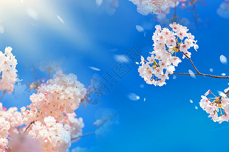 写实樱花背景图片