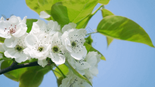 蜜蜂花实拍春天枝头上在梨花上采蜜的蜜蜂GIF高清图片