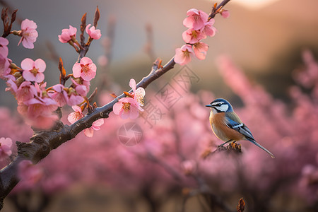 春天桃花图片