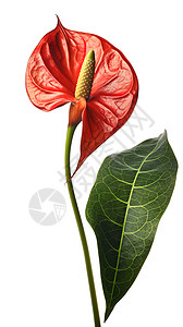 红掌植物茂盛红掌花高清图片