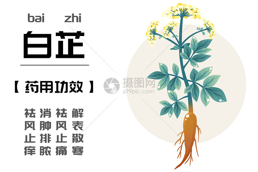 中草药之白芷图片