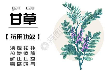 中草药之甘草图片