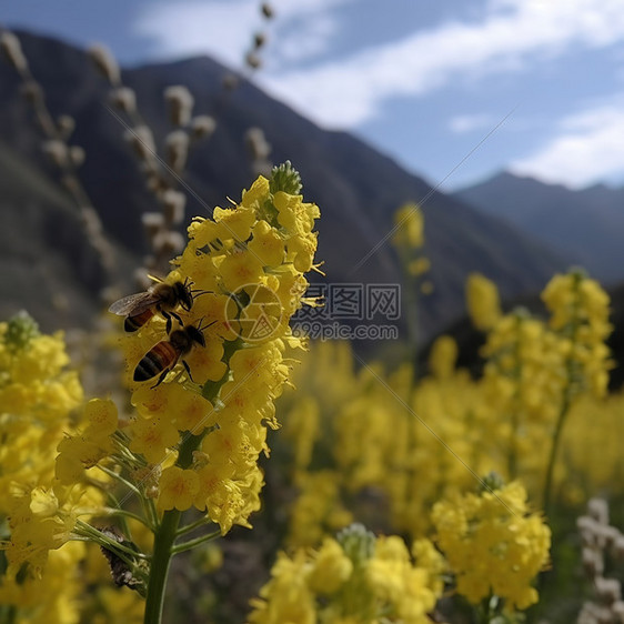 野外小黄花和蜜蜂图片