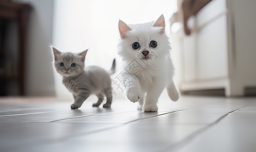 房间里两只小奶猫在奔跑图片