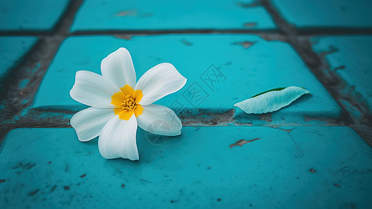 绿松石地面上的一朵白花图片