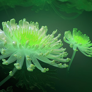 绿色的菊花背景图片