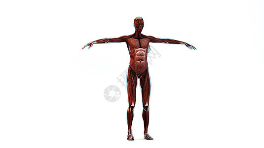 3D人体结构图片