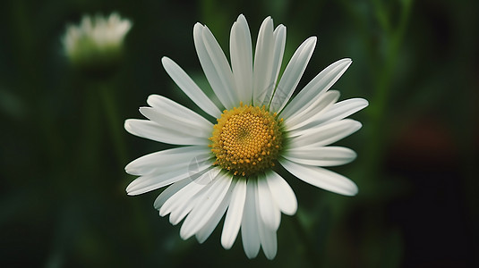 白色小雏菊背景图片