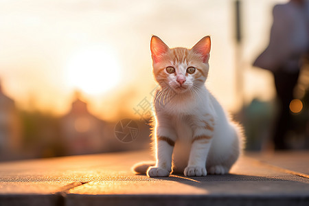 夕阳下可爱的小猫咪图片