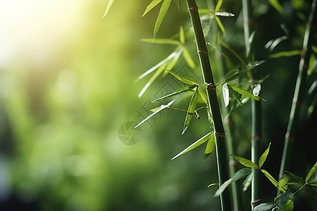 夏日绿意的竹叶竹子图片