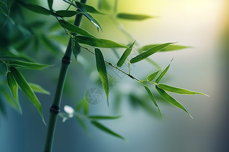 绿意的竹叶竹子背景图片
