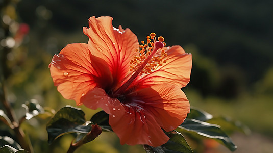 盛开的芙蓉花图片