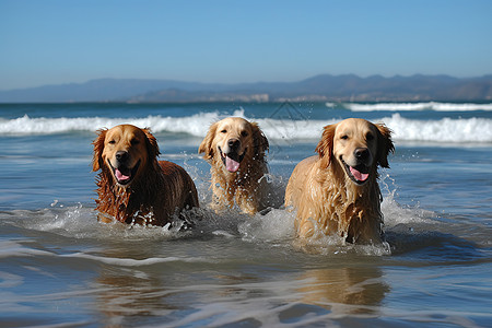 在海边玩水开心的狗图片