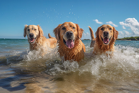 金毛幼犬在海边玩水开心的狗插画