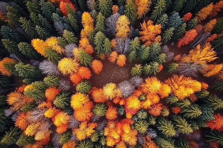 树叶俯视俯视秋天森林插画