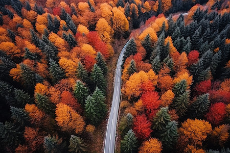 航拍秋天森林公路图片