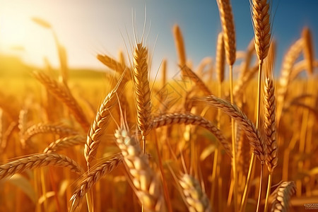 金黄色成熟的小麦粮食丰收图片