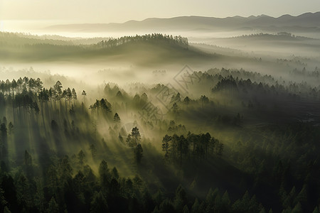 清晨柔和的光线照亮了茫茫的薄雾森林图片