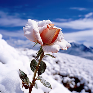 玫瑰花花瓣上落满雪背景图片