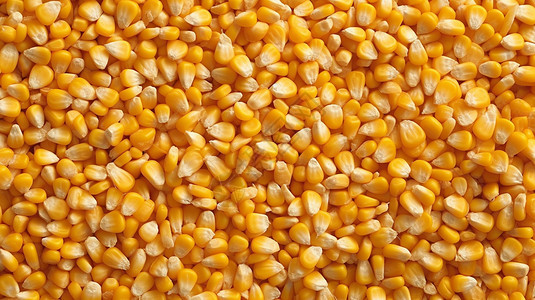 新鲜的玉米粒图片