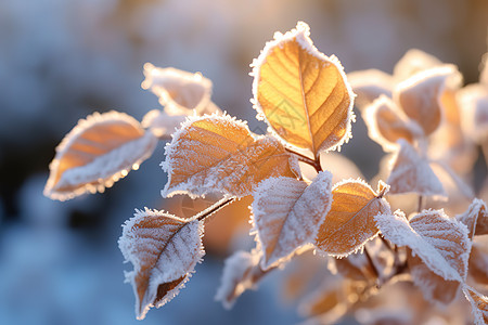 节气霜降树叶上的雪冬天背景图片