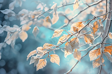 节气霜降树叶上的雪冬天插画