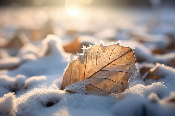 节气霜降树叶上的雪冬天图片