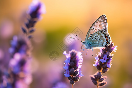 紫色大蝴蝶在花朵当中觅食图片