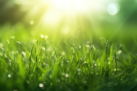 夏日清新绿色小草草地生命力图片
