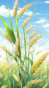 传统小麦麦田插图图片