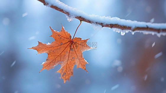 冬天白雪一片红色的枫叶图片