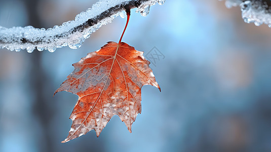 冬天白雪一片红色的枫叶图片