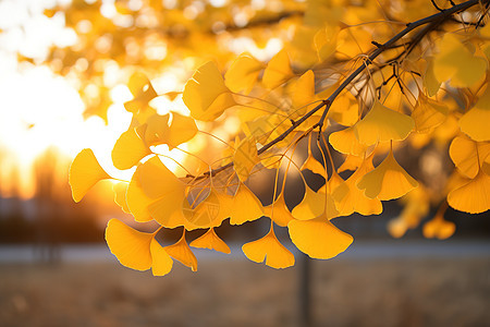 阳光下秋天的银杏叶图片