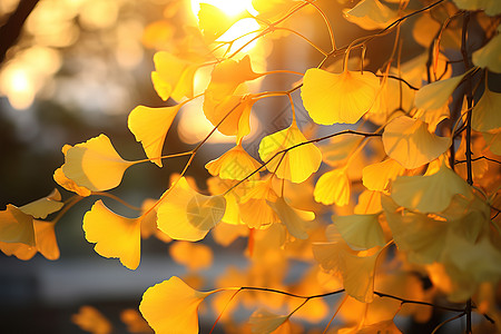 秋分水墨秋天树上的银杏叶背景