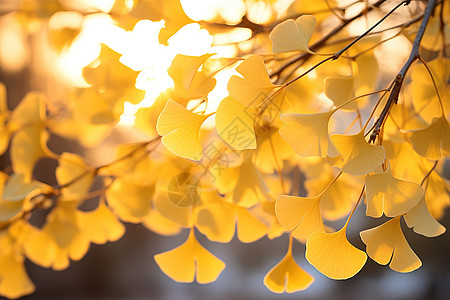 秋天长在树上的黄色银杏叶图片