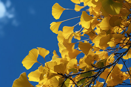 秋天蓝天下的银杏叶图片
