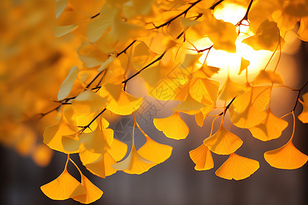 银杏叶深秋气氛图片