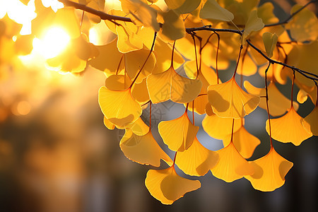 银杏叶秋天气氛图片