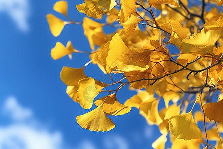 金黄色的银杏叶蓝天背景背景图片