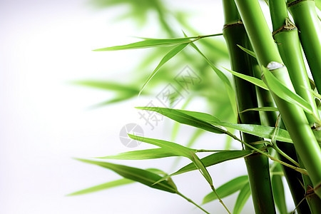 夏日绿色竹子叶子背景图片