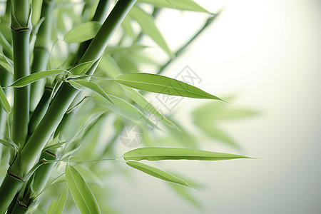清新夏日绿色竹子背景图片