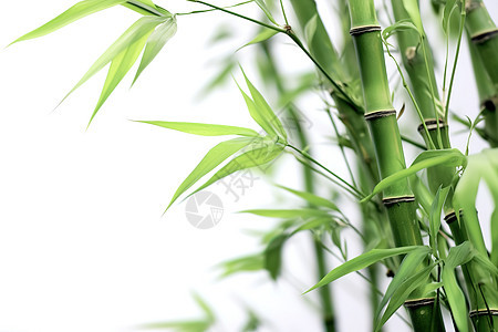 夏天绿色清新的竹林背景图片